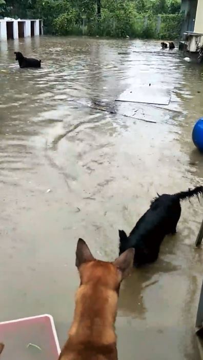 浪浪湿透「雨中拦截唯一一餐」 爱妈超心疼:快断粮了.